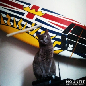 Cat on Surfboard 